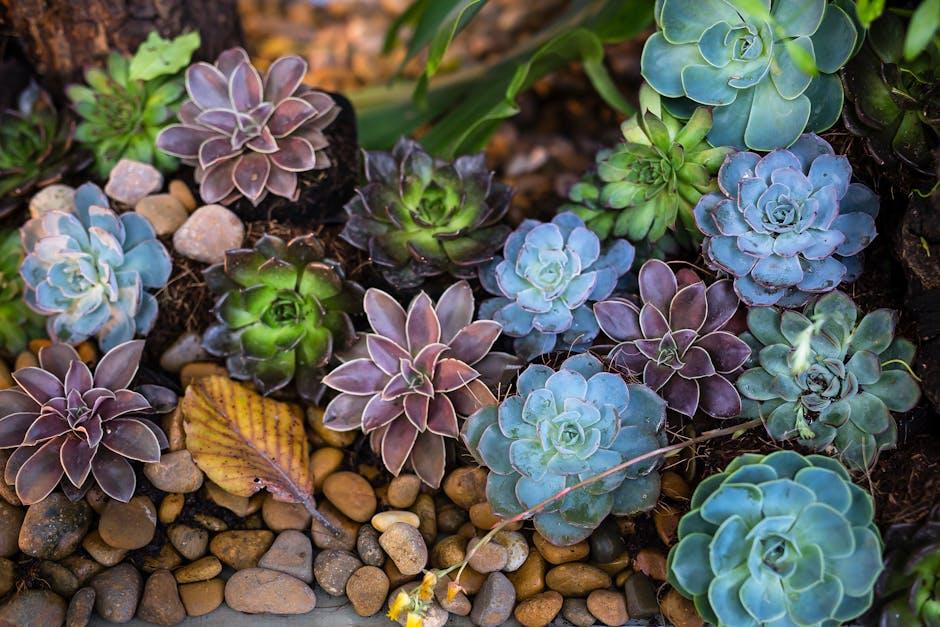 Caring for Succulents and Cacti: Tips for Thriving Desert Plants