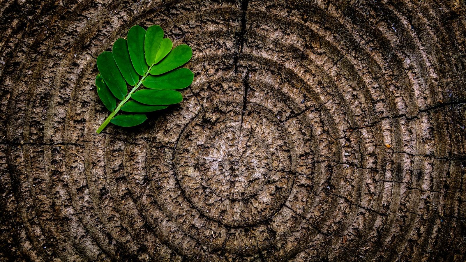 The Zen of Gardening: Stress-Relief Tips Through Horticulture Therapy