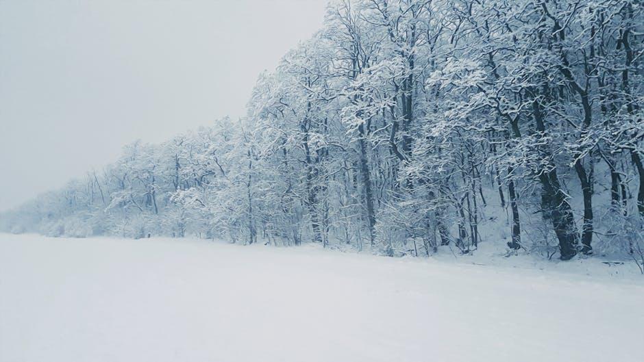 Winter Wonderland: Tips for Maintaining Your Garden in Frosty Conditions