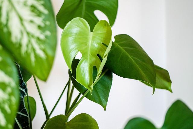 Houseplant SOS: How to Revive Wilting or Yellowing Plants