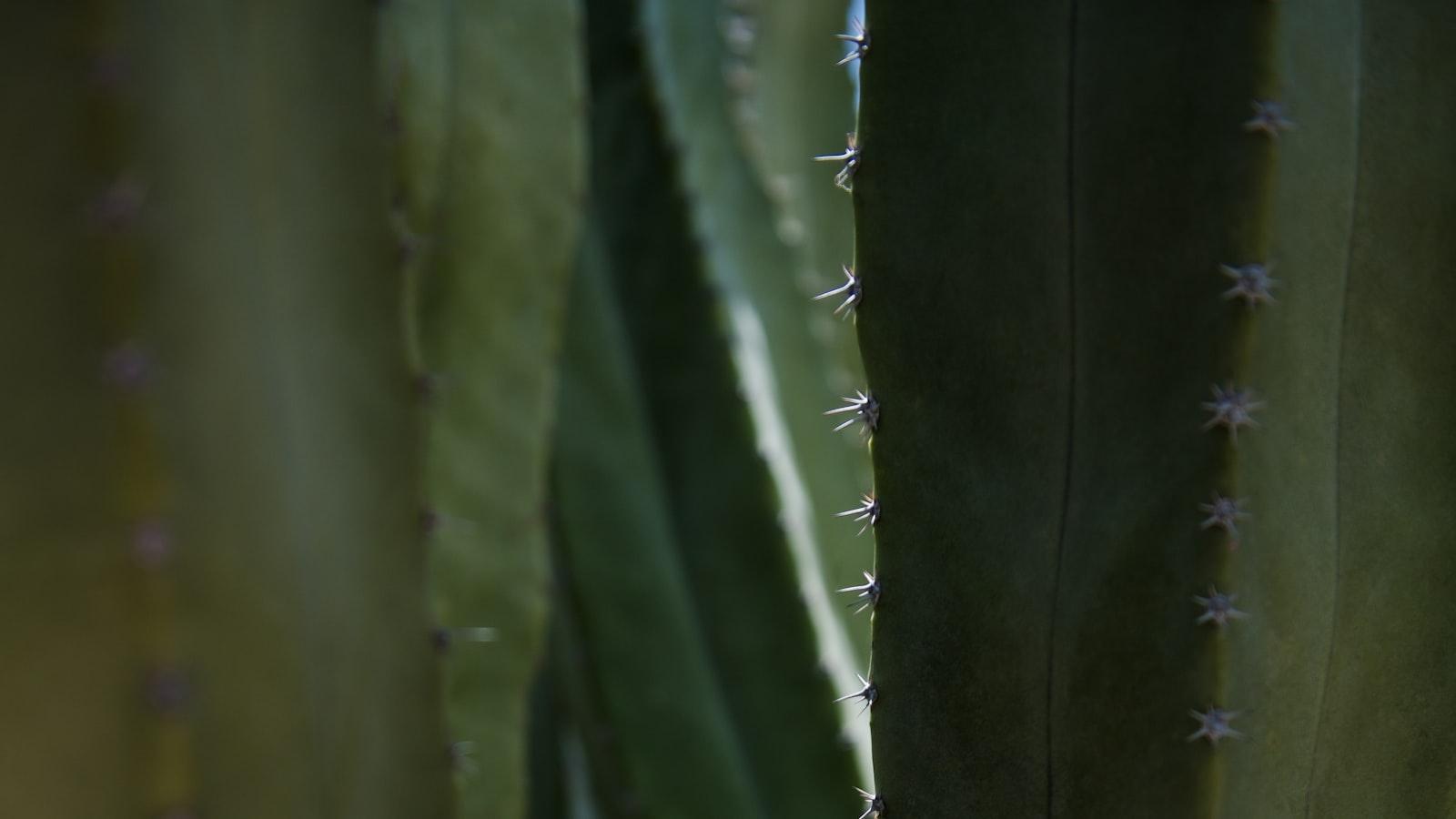 Xeriscaping: Creating Stunning Landscapes with Drought-Tolerant Plants