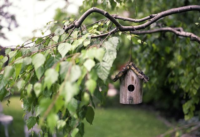 Creating a Bird Feeder: Inviting Feathered Friends to Your Garden with Homemade Treats