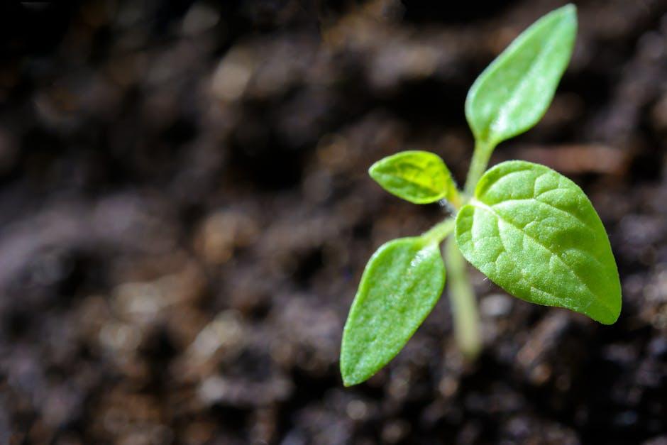 Fertilizer Fundamentals: Understanding the Basics of Plant Nutrition